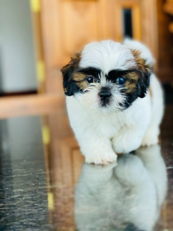Shih Tzu Puppy For Sale - Simply Southern Pups